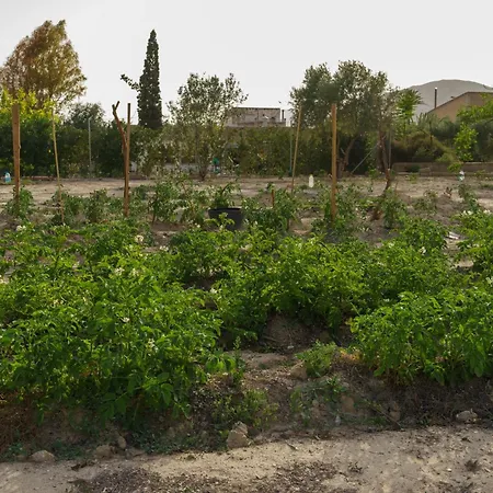 Mediterranea * Petrer